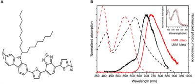 Size-Dependent Photophysical Behavior of Low Bandgap Semiconducting Polymer Particles